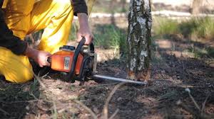 Best Lawn Renovation and Restoration  in Harvey, IL